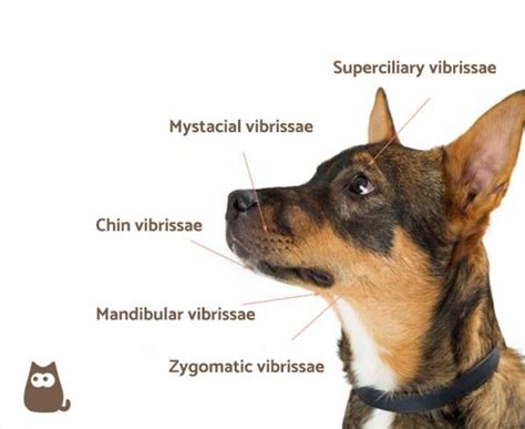 Why Do Dogs Have Whiskers? - Dog Whisker Functions