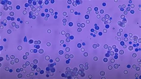 Biochemical Process in Yeast With Methylene Blue