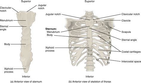 The Thoracic Cage · Anatomy and Physiology