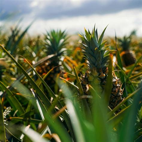 Maui Pineapple Tour | Pineapple Farm Tours in Maui, HI