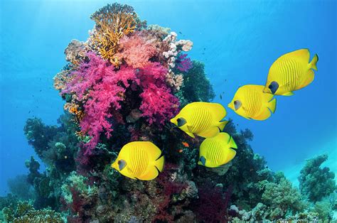 Golden Butterflyfish Over Coral Reef #1 Photograph by Georgette Douwma - Pixels