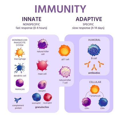 Innate And Adaptive Immune System Immunology Infographic With Cell ...