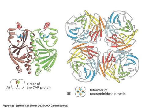 PPT - Protein classification PowerPoint Presentation, free download - ID:526396