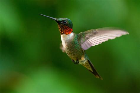 The Public Learns About Hummingbirds. | WSIU