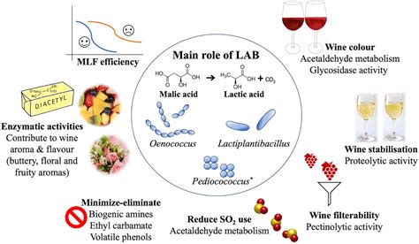 Frontiers | Lactic Acid Bacteria in Wine: Technological Advances and Evaluation of Their ...