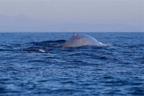 Endangered Giants: Are Blue Whales Endangered? - MarinePatch