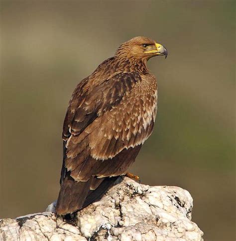 Imperial eagle - unapproachable bird | DinoAnimals.com