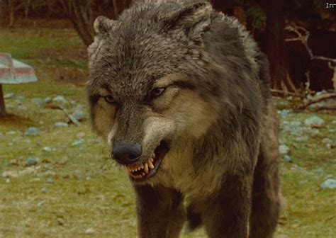 Twilight Saga Wolves - The Twilight Saga: Vampires,Wolves Photo ...