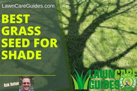 9 Best Grass Seed for Shade (Reviews and Grower Guide) - Lawn Liberty