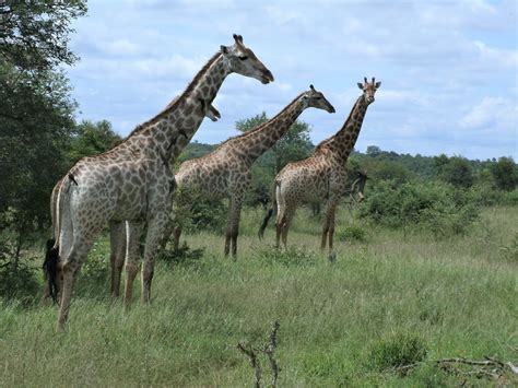 South Africa Safari – The Perennial Pilgrim