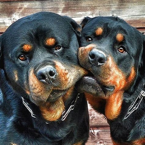 Rottweiler Kisses | Rottweiler puppies, Rottweiler dog, Rottweiler lovers