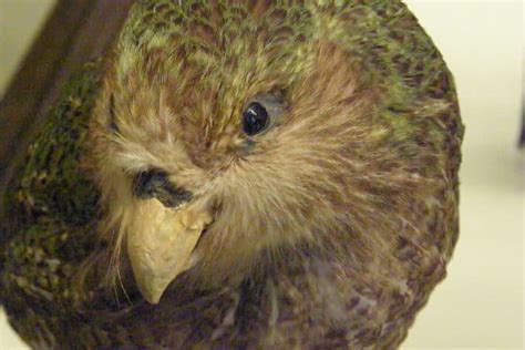 Kakapo (Strigops Habroptilus) | AZAnimals.com