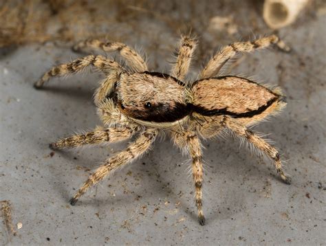 60 Common Texas Spiders (Pictures and Identification Guide)