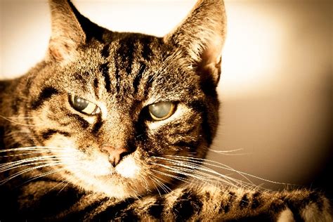 Glaucoma in Cats: What Are the Signs and How Do You Treat It? - Catster