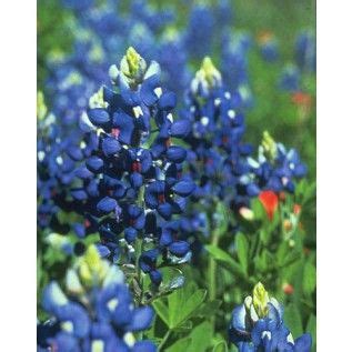 Texas Bluebonnet Seeds | American meadows, Texas bluebonnets, Blue bonnets