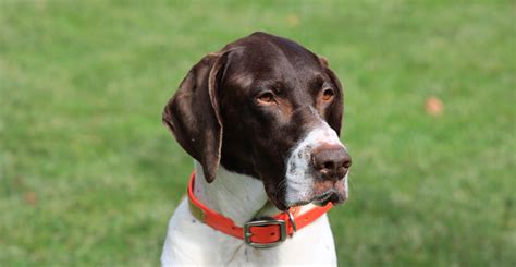 Are German Shorthaired Pointers Smart