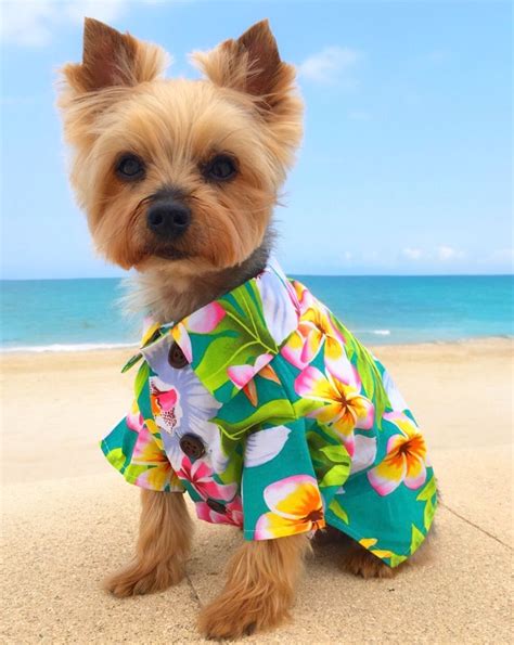 Dogs in clothes. Modern dog. Hawaiian dog shirt. Fashion for dogs by ...