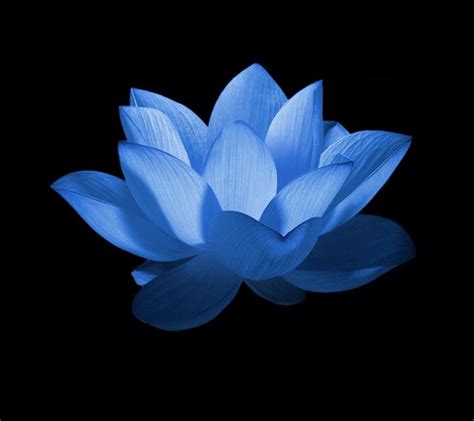 Pin by Bettina on schöne Bilder | Blue lotus flower, Water flowers ...