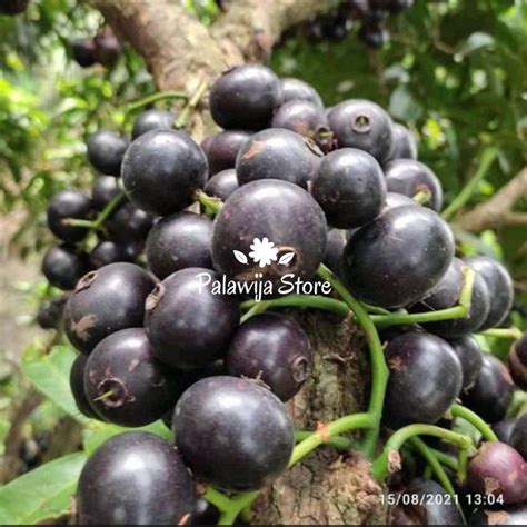 buah kupa segar 1 kg | Lazada Indonesia