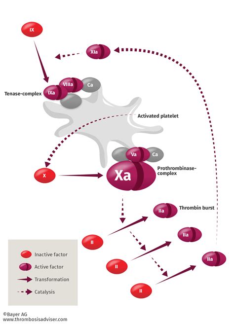 Direct Thrombin Inhibitors | Thrombosis Adviser