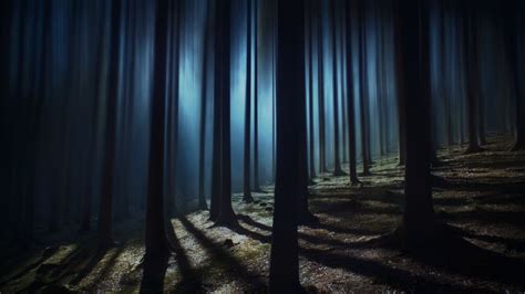 Dark Forest Wallpaper 4K, Woods, Night time, Dark, Shadow