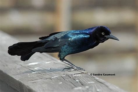 Male Boat-tailed Grackle | Grackle, Nature view, Male