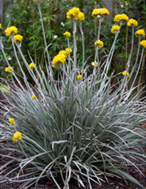 Native Grasses — Plants Plus Cumberland Forest