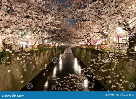 Tokyo Meguro River Cherry Blossom at Night Stock Photo - Image of ...