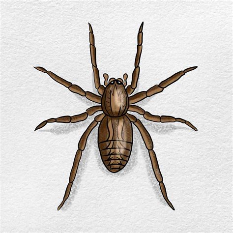 Wolf Spider Drawing - HelloArtsy