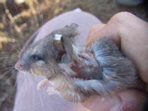 African spiny mice can regrow lost skin : Nature News & Comment | African, Mammals, Skin