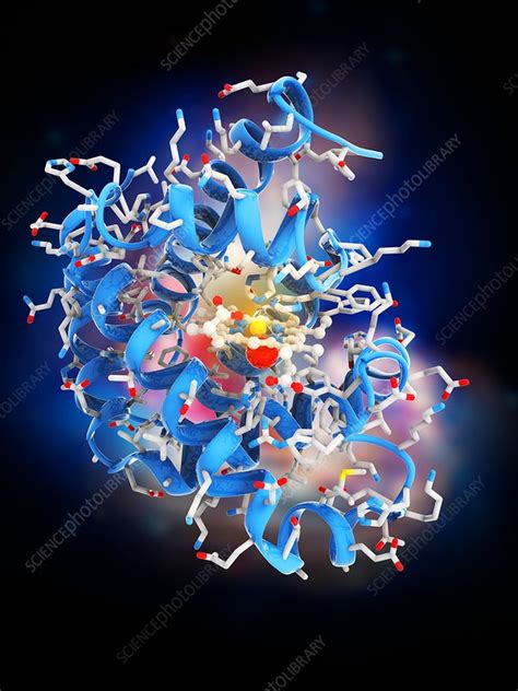 Myoglobin molecule - Stock Image - C015/5163 - Science Photo Library