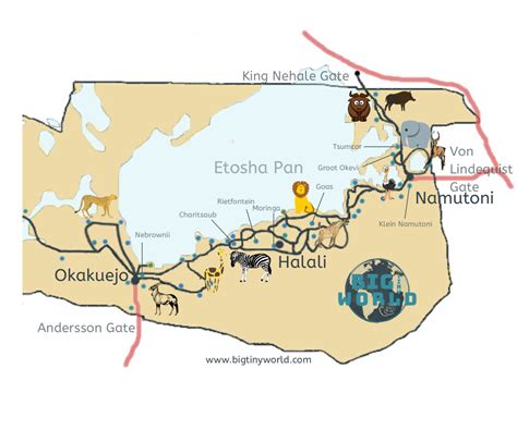 The Ultimate Etosha National Park Wildlife Viewing Guide – BIG tiny World Travel