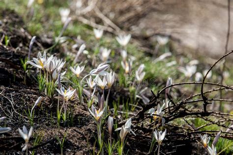 White crocus, snowdrop stock image. Image of blossom - 122269779