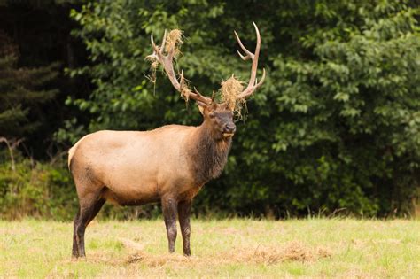 Roosevelt Elk At Prairie Creek Redwoods State Park