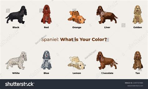 373 Welsh Cocker Spaniel Images, Stock Photos & Vectors | Shutterstock