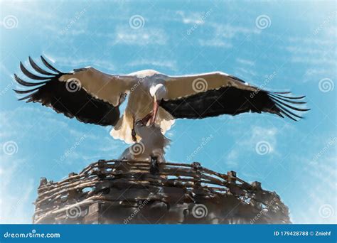 Watercolor Illustration, Two White Storks, Scientific Name Ciconia ...