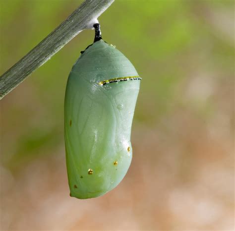 Monarchs are Still Visiting the Garden - Gottlieb Native Garden