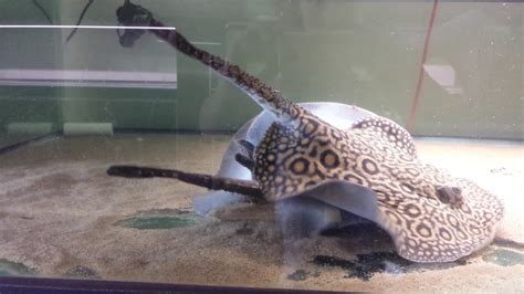 Freshwater Aquarium Stingray • (Types, Tank Size & Breeding)