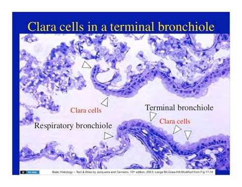 11.10.08(d): Histology of the Respiratory Tract