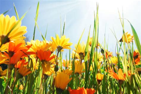 Summer flower field stock image. Image of orange, wildflowers - 14076365