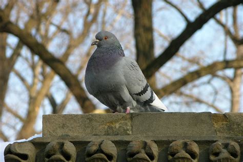 Free photo: City pigeon - Animal, Beautiful, Big - Free Download - Jooinn