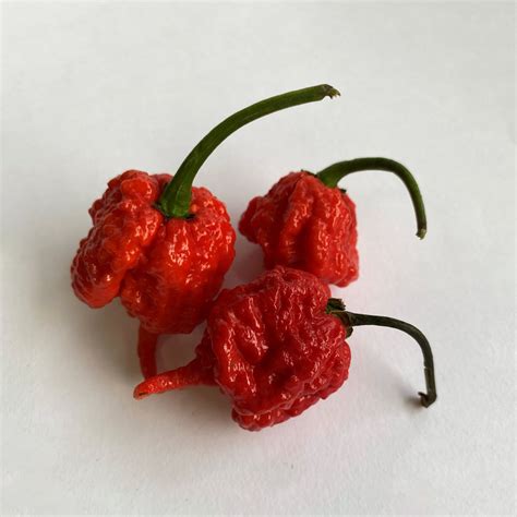 Carolina Reaper Red | Fresh Chilli | Chilli Kings