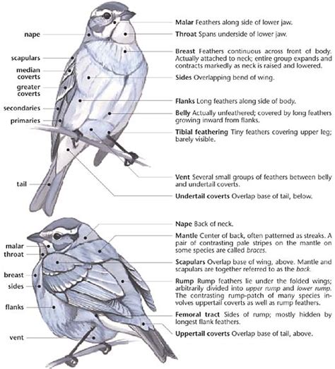 Swartzentrover.com | External Anatomy of a Bird