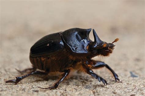 Dung Beetles - Land for Wildlife