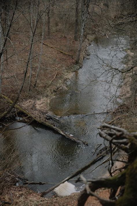 Photo of a Stream in an Autumn Forest · Free Stock Photo