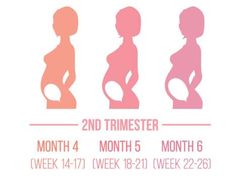 Second trimester pregnancy – MY CUTE PREGNANCY