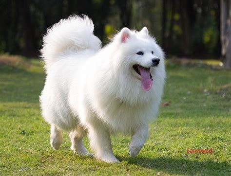 Ảnh đẹp của giống chó săn Samoyed cực dễ thương - Nhà Sách Online - Thư Viện Sách,Truyện Sưu Tầm ...