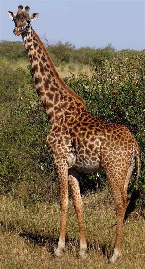 An interactive view of the giraffe | Masai giraffe, Giraffe, Giraffe ...