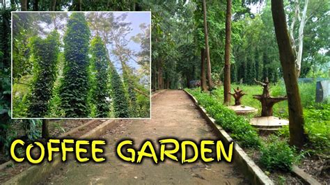 Coffee Garden || Daringbadi || Kandhamal, Odisha phulbani - YouTube