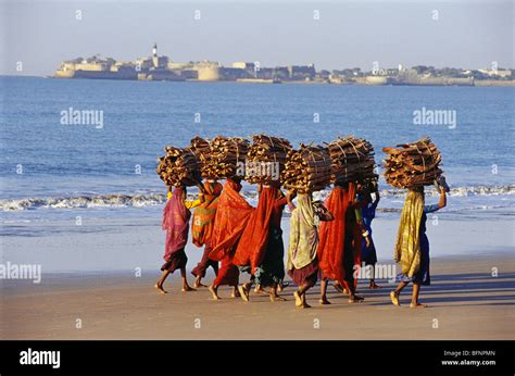 women carrying firewood ; Ahmedpur Mandvi Beach ; Diu ; Gir ; Somnath ; Gujarat ; India ; asia ...